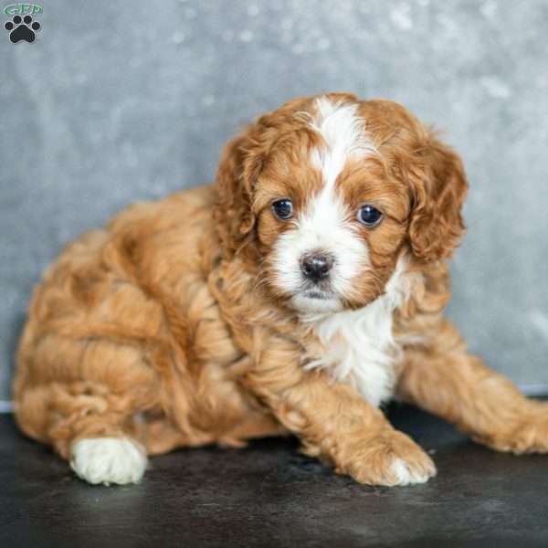 Holly, Cavapoo Puppy